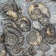 Marston Magna Ammonite Cluster - Polished on Back #40229-3